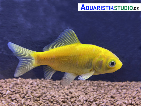 Kanarino Goldfisch gelb 10-12cm