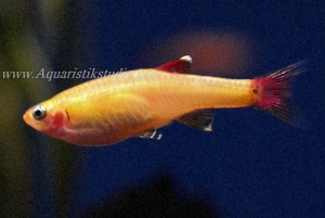 Kardinalfisch gold