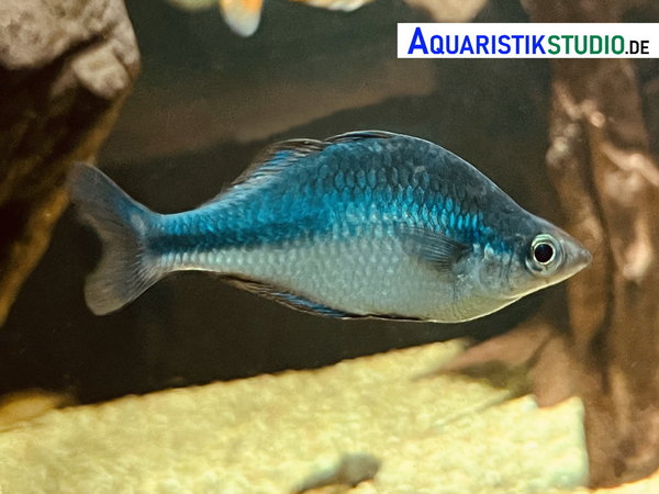 Aquamarin-Regenbogenfisch