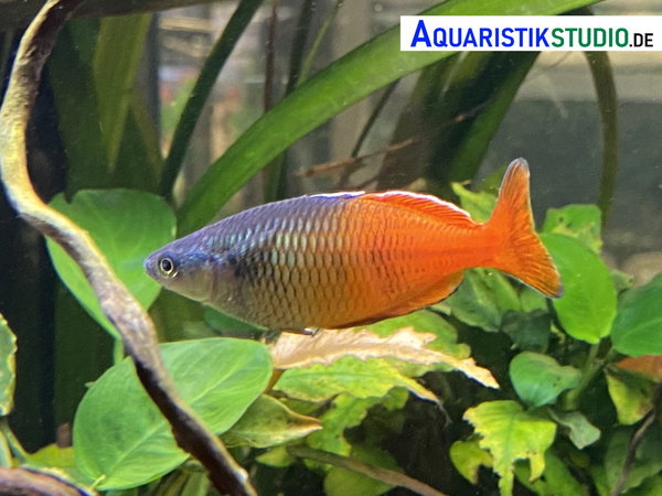 Orange Blauer-Regenbogenfisch