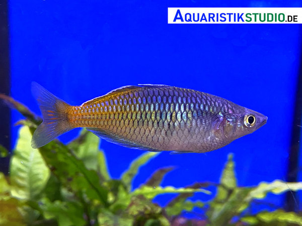 Orange Blauer-Regenbogenfisch