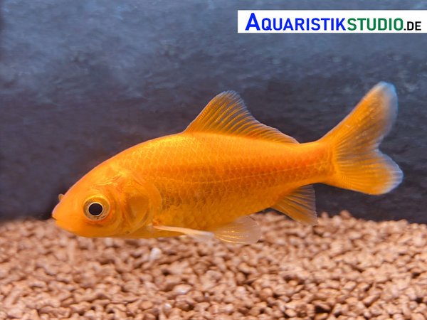 Goldfisch normal 7-10cm 20 Stück