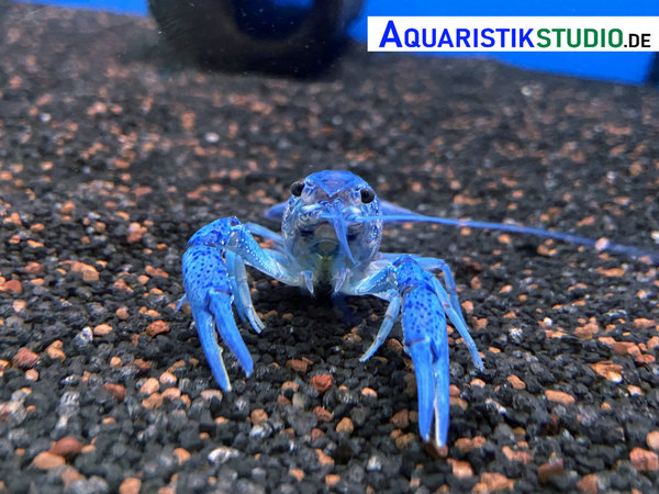 Blauer Floridaflusskrebs - Procambarus alleni