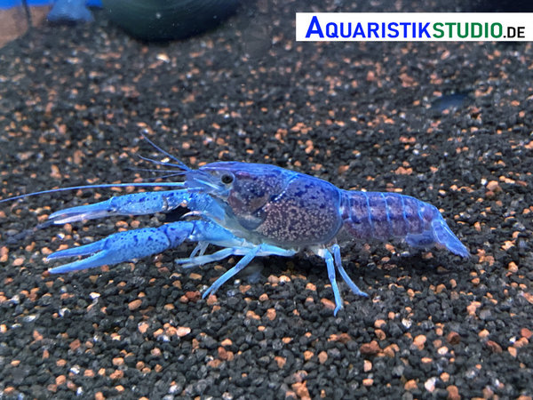 Blauer Floridaflusskrebs - Procambarus alleni
