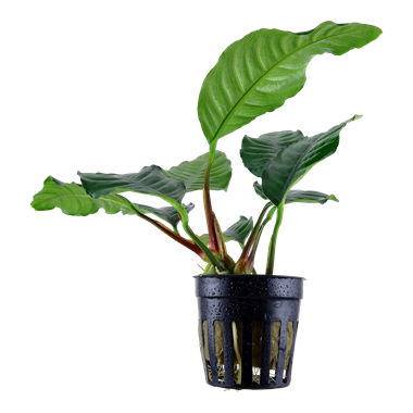 Anubias barteri 'Coffeifolia' Afrikanisches Speerblatt