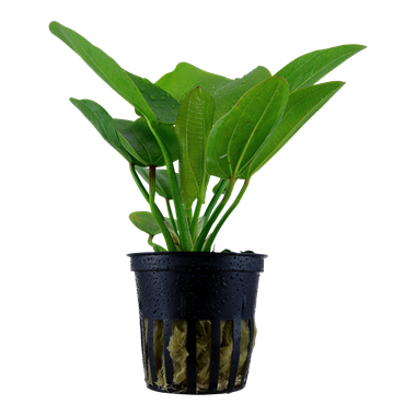 Echinodorus 'Aquartica' – Amazonaspflanze