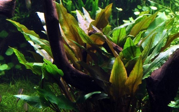 Cryptocoryne undulata 'Broad Leaves' – Wasserkelch
