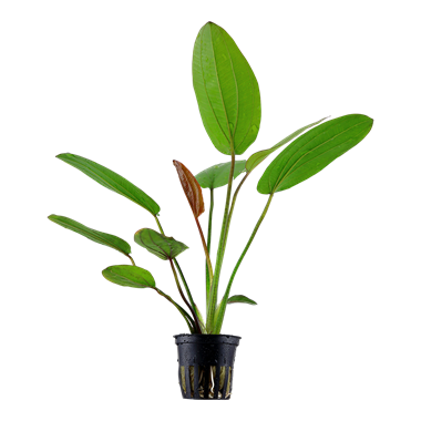 Echinodorus 'Barthii' – Amazonaspflanze