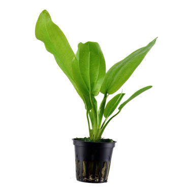 Echinodorus cordifolius 'Fluitans' – Amazonaspflanze
