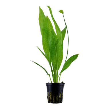 Echinodorus grisebachii 'Bleherae' – Amazonaspflanze