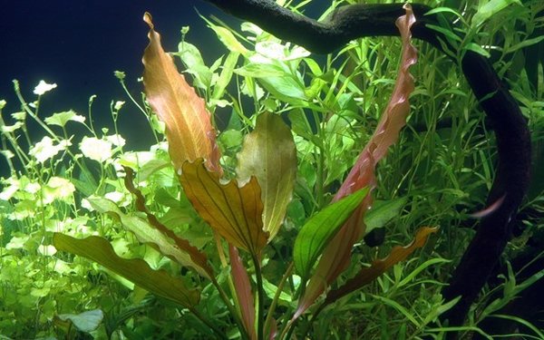 Echinodorus 'Rosé' – Amazonaspflanze