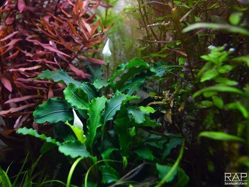 Bucephalandra pygmaea 'Wavy Green' + Lavastein