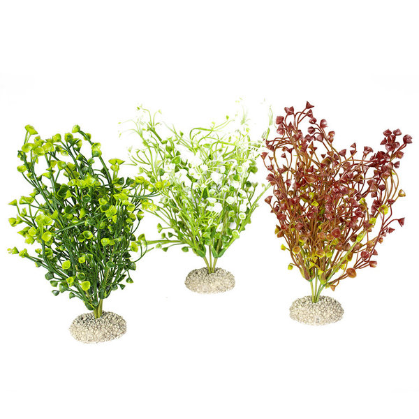 Pflanze bacopa Gemischte farben 25cm