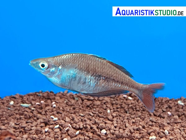 Sentani-Regenbogenfisch